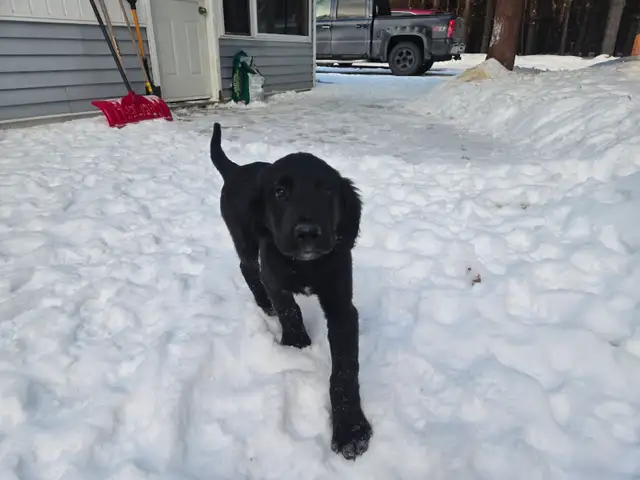 Aussiedor puppies - Photo 9