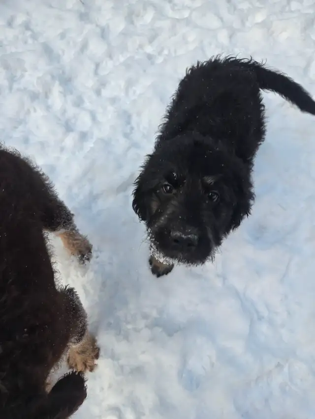 Aussiedor puppies - Photo 10