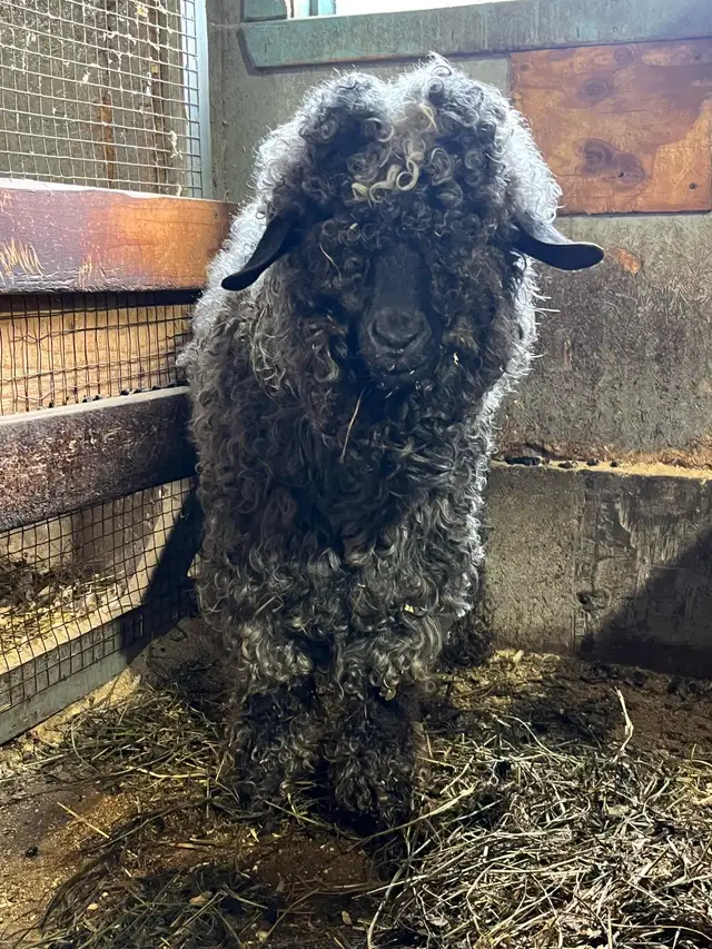 bouc angora - Photo 2