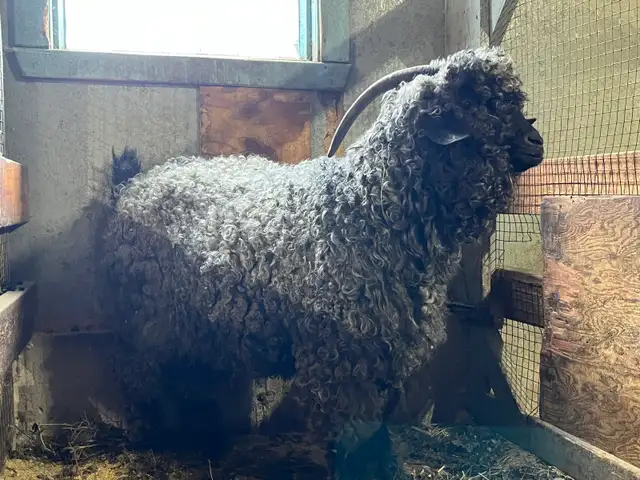 bouc angora - Photo 3