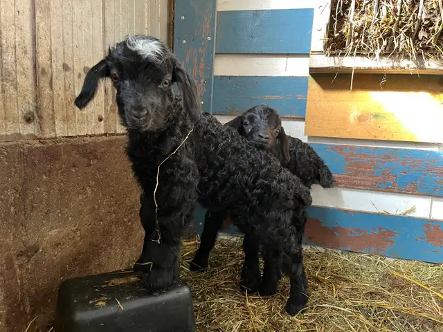 bouc angora - Photo 4