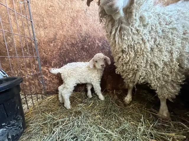 bouc angora - Photo 5