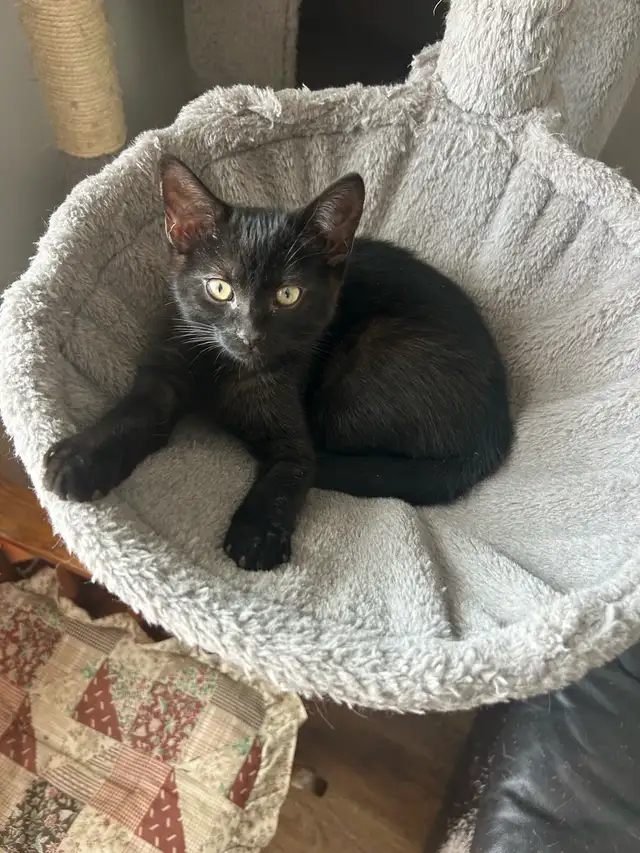 Bébé chat à donner