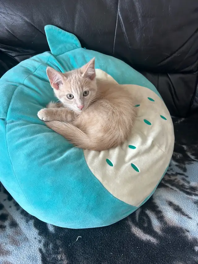 Bébé chat à donner - Photo 2