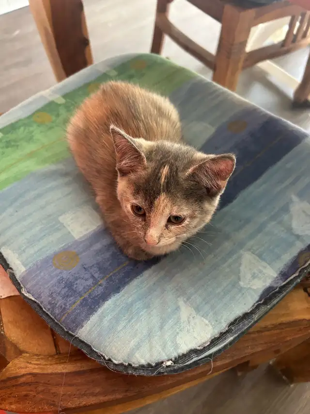 Bébé chat à donner - Photo 3