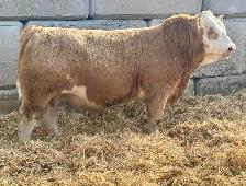 Char Cross Bull