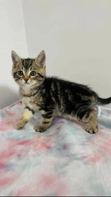 beautiful male marble kitten