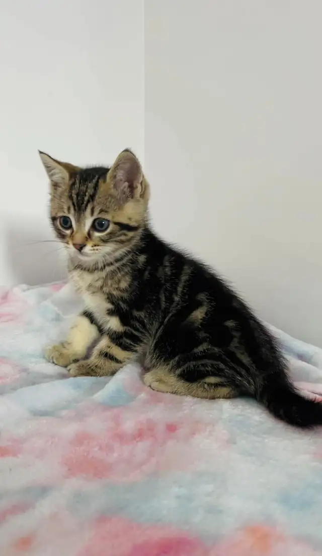 beautiful male marble kitten - Photo 4