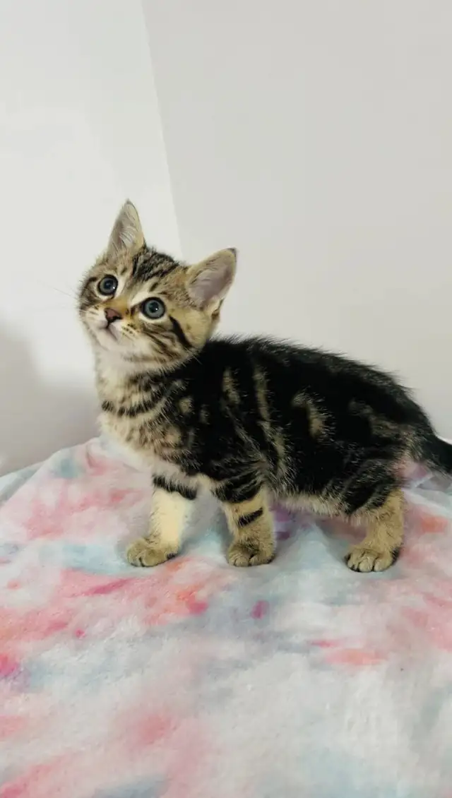 beautiful marble kitten - Photo 3