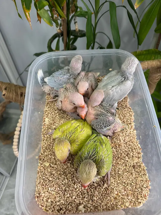 Indian ringneck babies (lacewing),