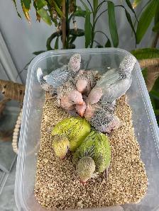 Indian ringneck babies (lacewing),