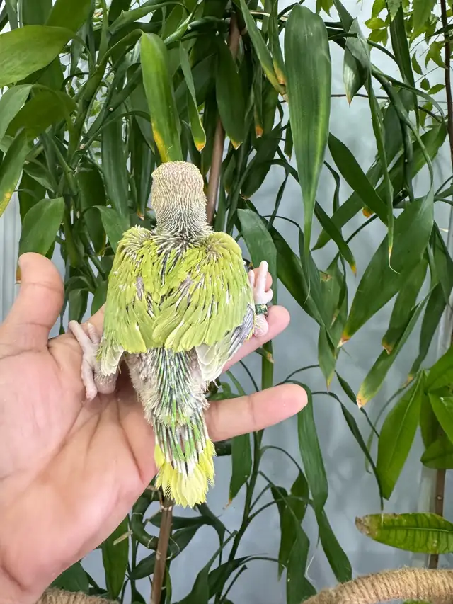 Indian ringneck babies (lacewing), - Photo 2