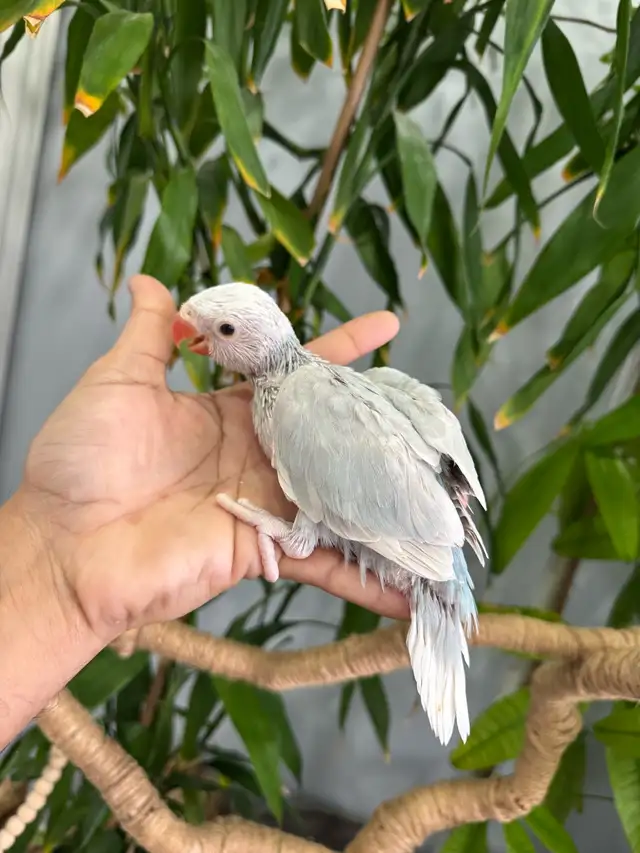 Indian ringneck babies (lacewing), - Photo 3