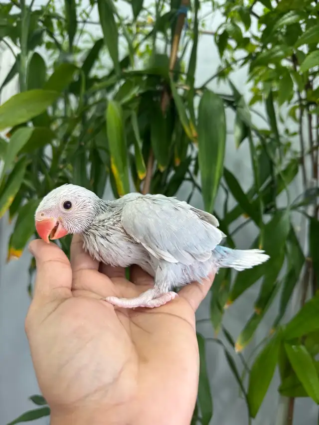 Indian ringneck babies (lacewing), - Photo 4