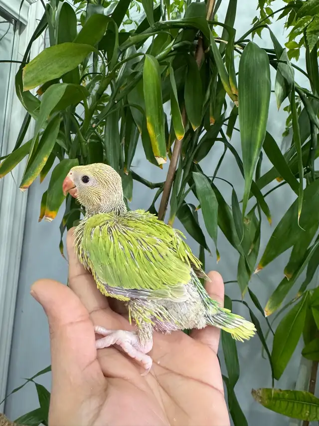 Indian ringneck babies (lacewing), - Photo 5