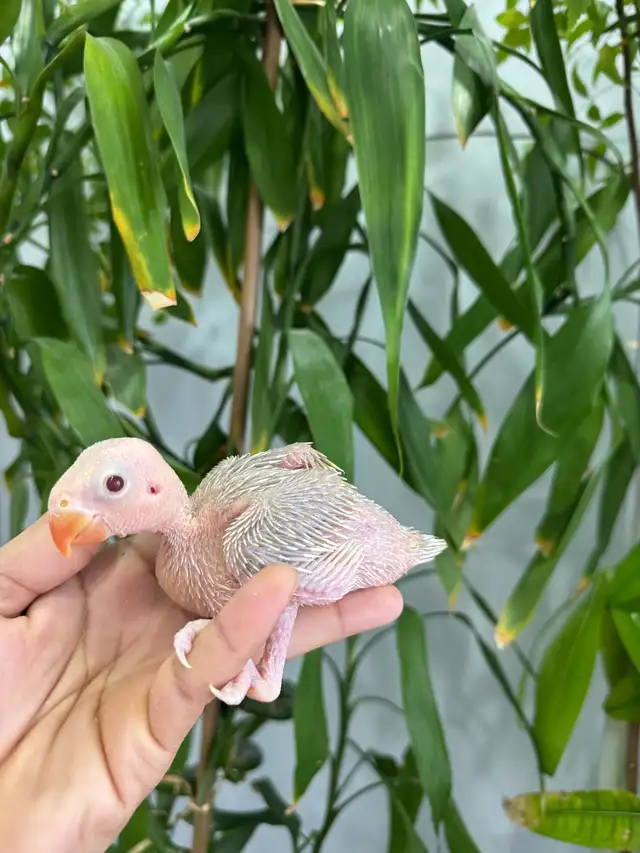 Indian ringneck babies (lacewing), - Photo 6