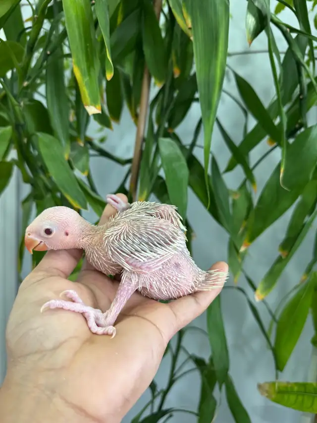 Indian ringneck babies (lacewing), - Photo 7