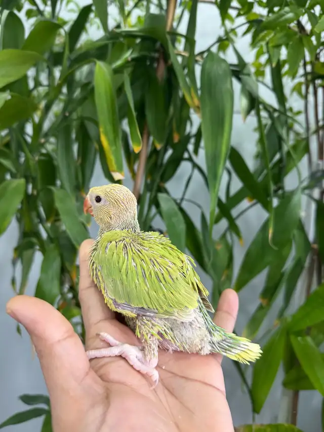 Indian ringneck babies (lacewing), - Photo 8
