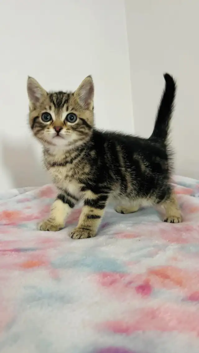 Marble male kitten ready to go