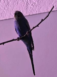 Bird budgie
