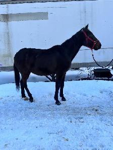 standardbred gelding broke to ride and drive