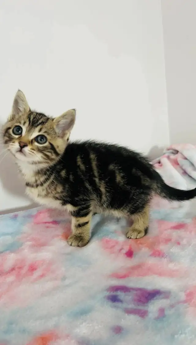 Bengal Male marble kitty - Photo 2