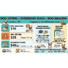 Affordable Small (or Puppy) Dog Sitter/Walker