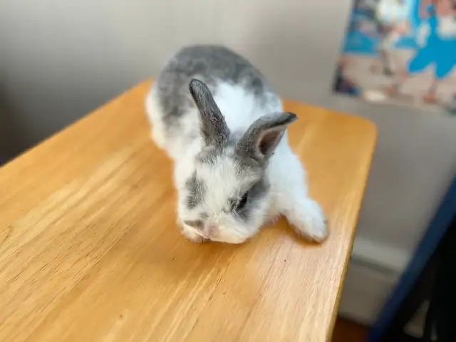 Bébé lapin nain