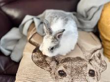 Bébé lapin nain - Photo 2