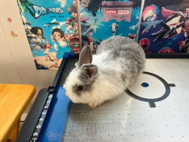 Bébé lapin nain - Photo 3