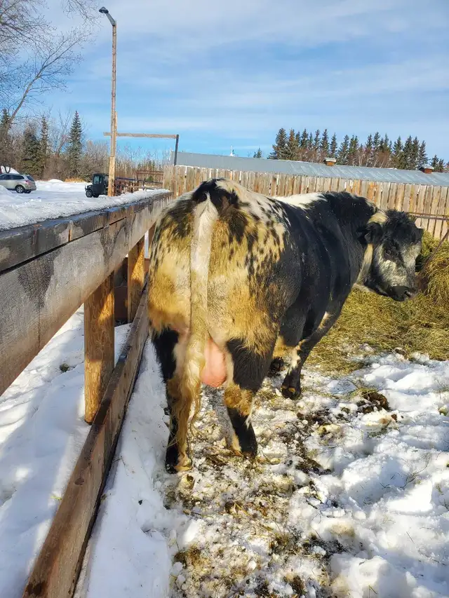 speckle park bull - Photo 2