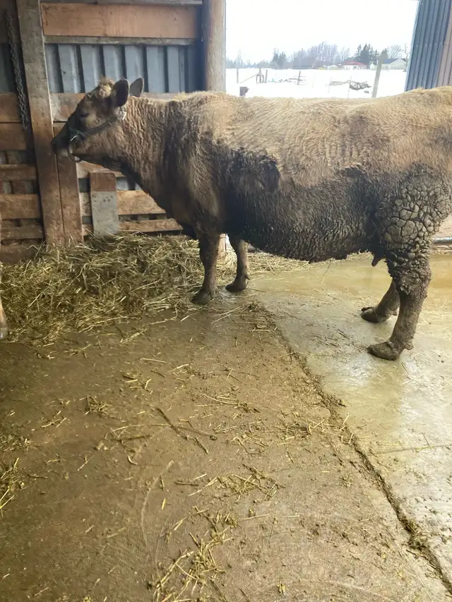 Pregnant Cow for Sale