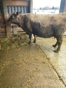 Pregnant Cow for Sale