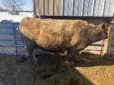 Pregnant Cow for Sale - Photo 2