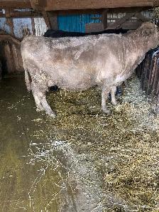 Pregnant Cow for Sale - Photo 3