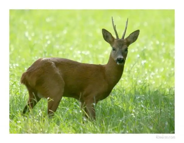 Chasse pour le chevreuil et dindon (Deer and turkey hunting)