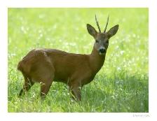 Chasse pour le chevreuil et dindon (Deer and turkey hunting)