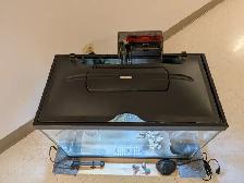 Aquarium 20 gallons équipé - Photo 3