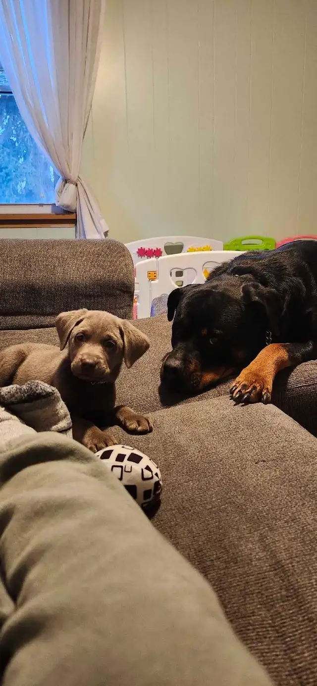 Bella sliver labrador