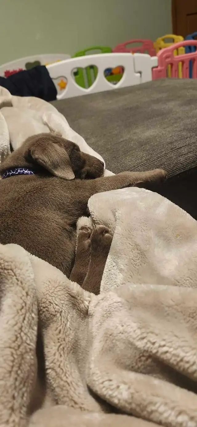 Bella sliver labrador - Photo 2