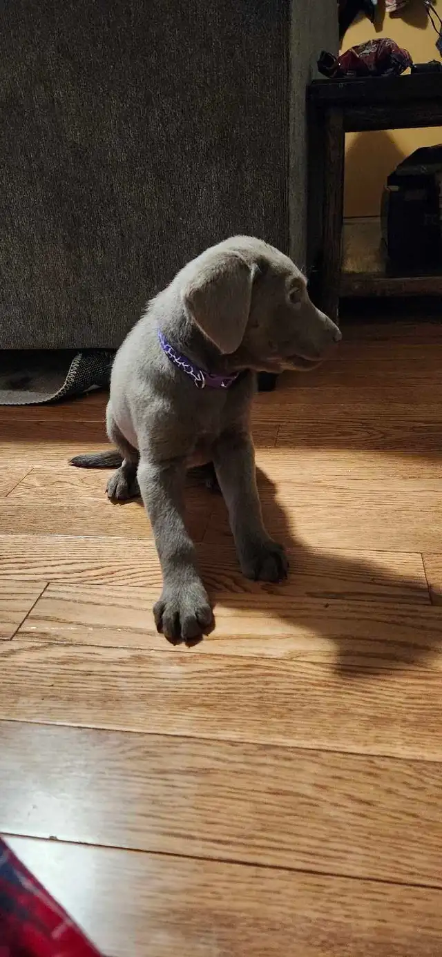 Bella sliver labrador - Photo 3