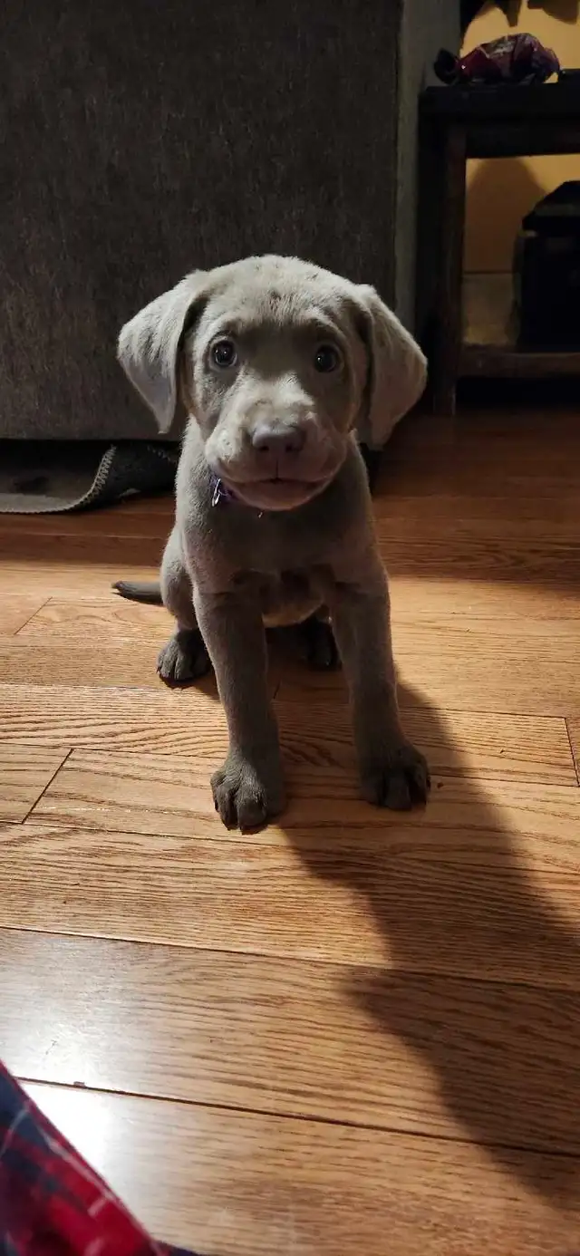 Bella sliver labrador - Photo 4