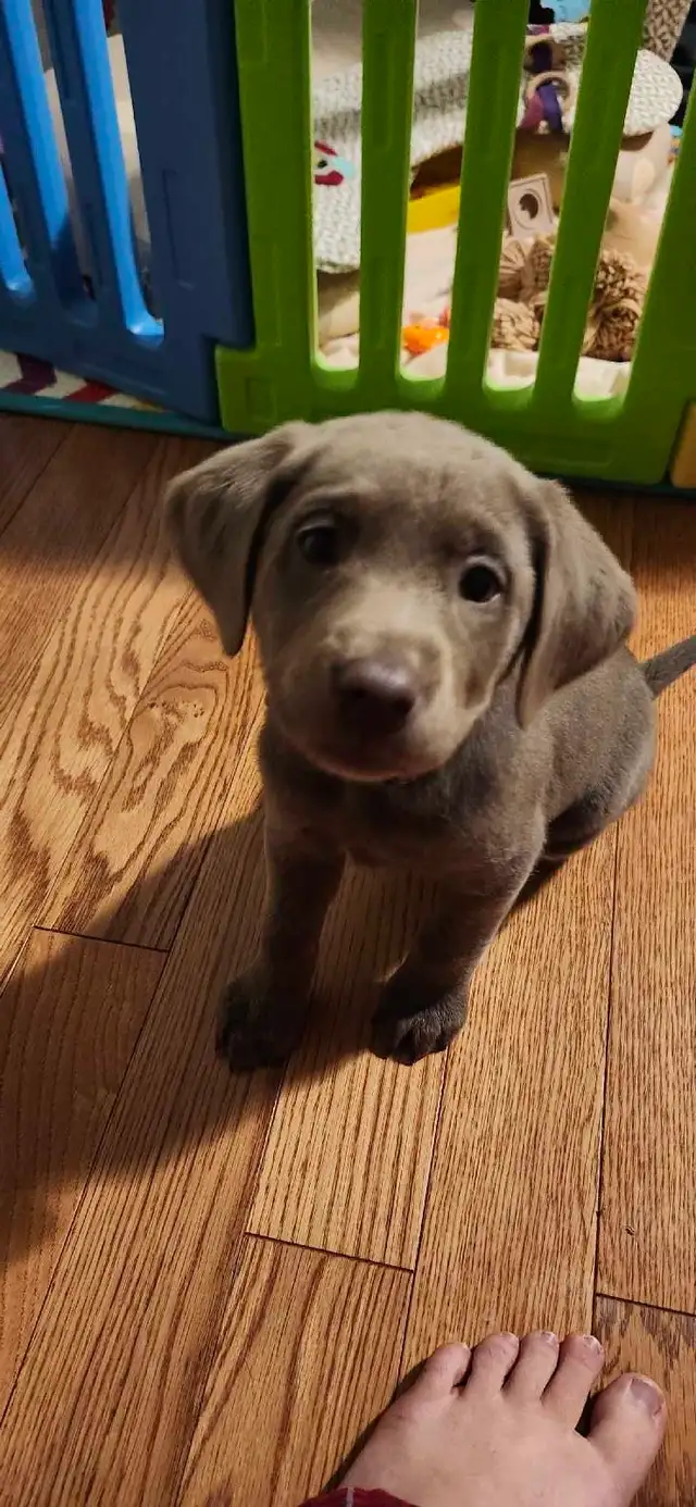 Bella sliver labrador - Photo 5