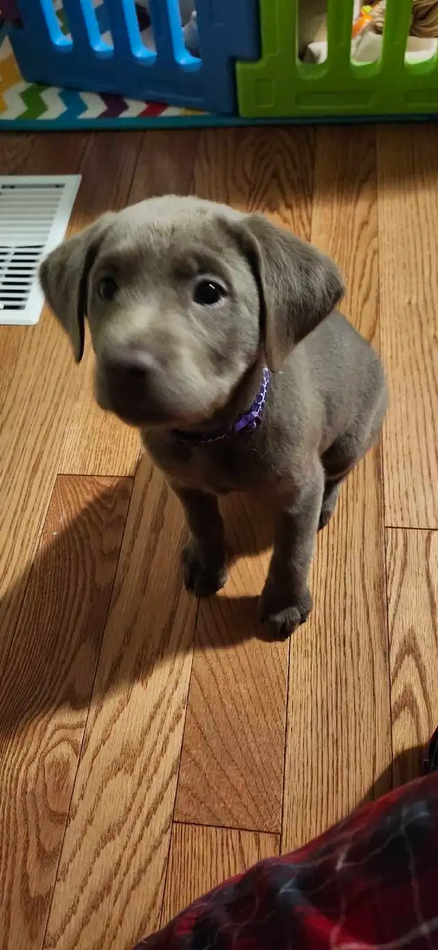 Bella sliver labrador - Photo 6