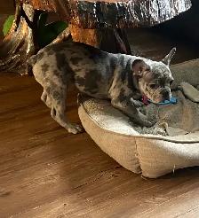 French Pups - Photo 2