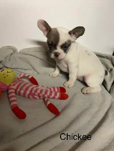 French Pups - Photo 3