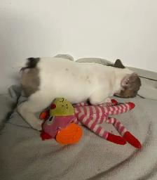 French Pups - Photo 4