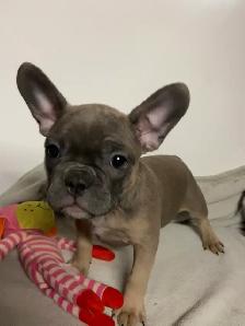 French Pups - Photo 5