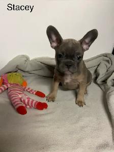 French Pups - Photo 6