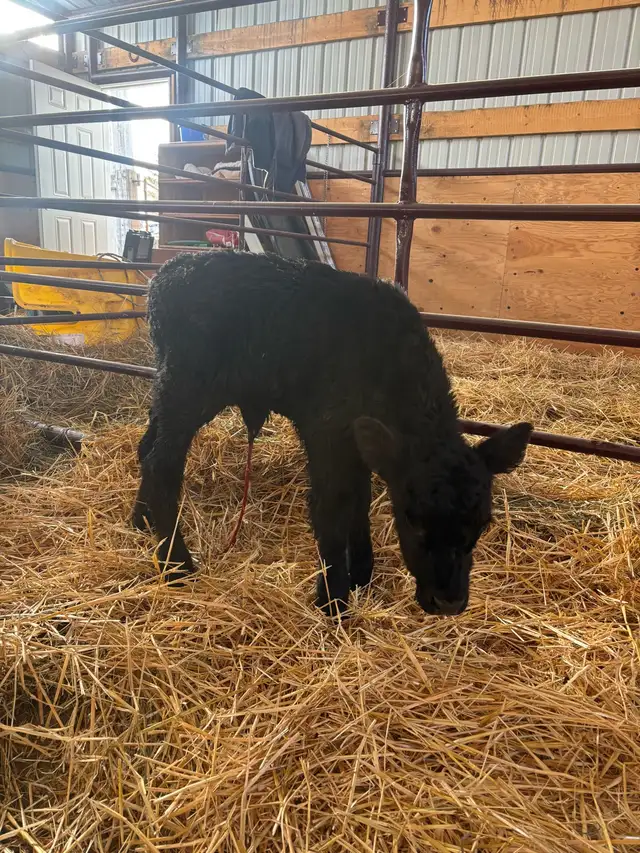 sim/angus baby calf